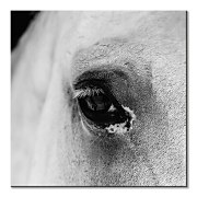 Black eye - obraz CKM3749