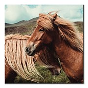 Keller Brandan - Horses with mane - obraz CKM3785