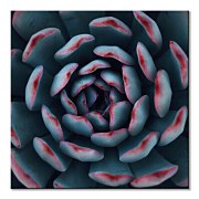 Obraz na stenu Israeli cactus, Espanioly Yousef CKM3792