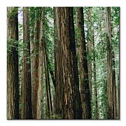 Crescent Woods - obraz CKS3725
