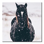 Tlačený obraz Black horse Llyn Brenig UK - Tucker Thomas CKS3799