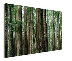 Nový obraz do obývačky - Crescent Woods, Gold Dan CS3725