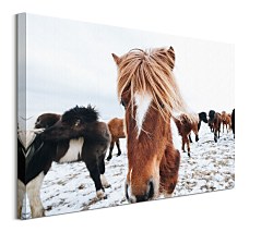 Icelandic Horse - obraz na plátne Brandan Keller CS3742