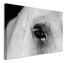 Black eye - obraz CS3749