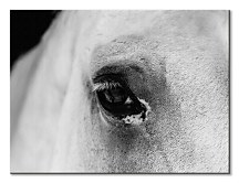 Black eye - obraz CS3749