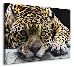 Jaguar - Obraz CS0225