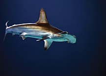 Žralok fototapeta FX3456