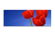 Obrazy Kvetov panorámy zs18495