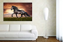Obraz Kôň Mustang 29214