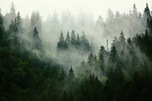 obraz stromy v hmle