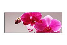 Panoráma obraz Orchidea zs3146