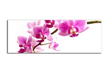 Panoráma Obraz Orchidea zs99