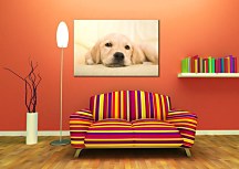 Golden retriever puppy - Obraz CD0715
