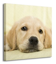 Golden retriever puppy - Obraz CKS0715