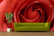 Červená ruža Fototapeta 6211 - samolepiaca na stenu