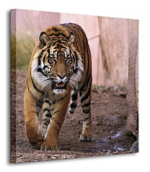 Tiger Alfa - Obraz CKS0439