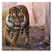 Tiger Alfa - Obraz CKS0439