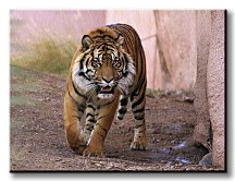 Tiger alfa - Obraz CD0439