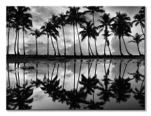 Palm Reflection -  Obraz Frates Dennis WDC100453