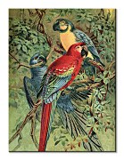 Vintage Parrots - obraz Piddix WDC92900