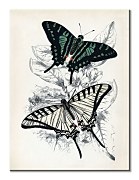 Obraz Piddix - Butterflies I  WDC92912