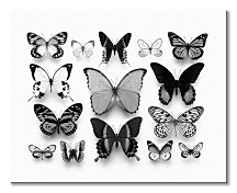 Reprodukcia Fennell Alyson Motýle WDC94869