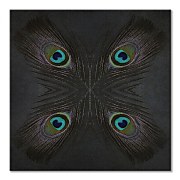Peacock Feather Star - obraz Fennell Alyson WDC97137