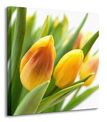 Žlté tulipány Obraz CKS0214