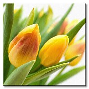 Žlté tulipány Obraz CKS0214