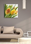 Žlté tulipány Obraz CKS0214