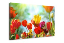 Obrazy Kvety Tulipány zs101