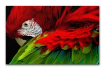 Obrazy Vtáky - Papagáj zs113