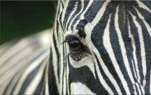 Obraz Zebra zs119