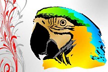 Obrazy s papagájom zs16215