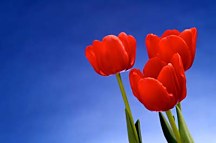 Obraz Červené tulipány zs18495