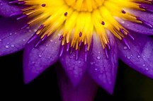 Obraz Fialový Kvet zs18498