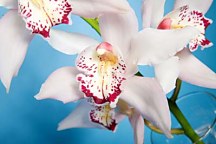Obrazy do obývačky - Biele kvety zs18514