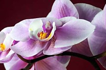 Obraz do obývačky Orchidea zs18538