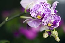 Obraz Orchidea zs18590