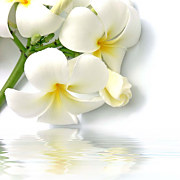 Obrazy Kvetov - Biely kvet zs24032