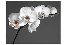 Kvet Obraz - Orchidea biela zs24038