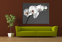 Kvet Obraz - Orchidea biela zs24038