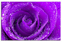 Obraz Kvet Ruža s rosou zs24063