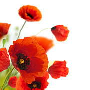Obrazy Kvety - Divé Maky zs24080