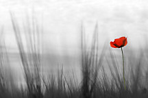 Obraz Kvet - Červený mak zs24086