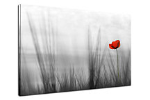 Obraz Kvet - Červený mak zs24086