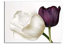 Tulipány Obraz zs24282