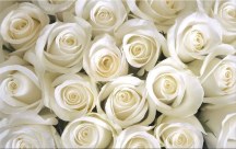 Obrazy Ruže biele zs266