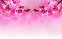 Obraz Orchidea ružová zs267