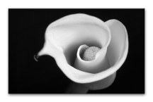 ciernobiely obraz - Kvet zs268